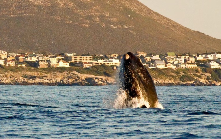 Aventura na Rota Jardim